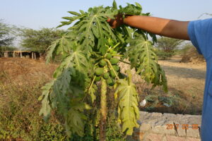 There will be twice as much fruit after irrigation with Aquatron water compared to ordinary water