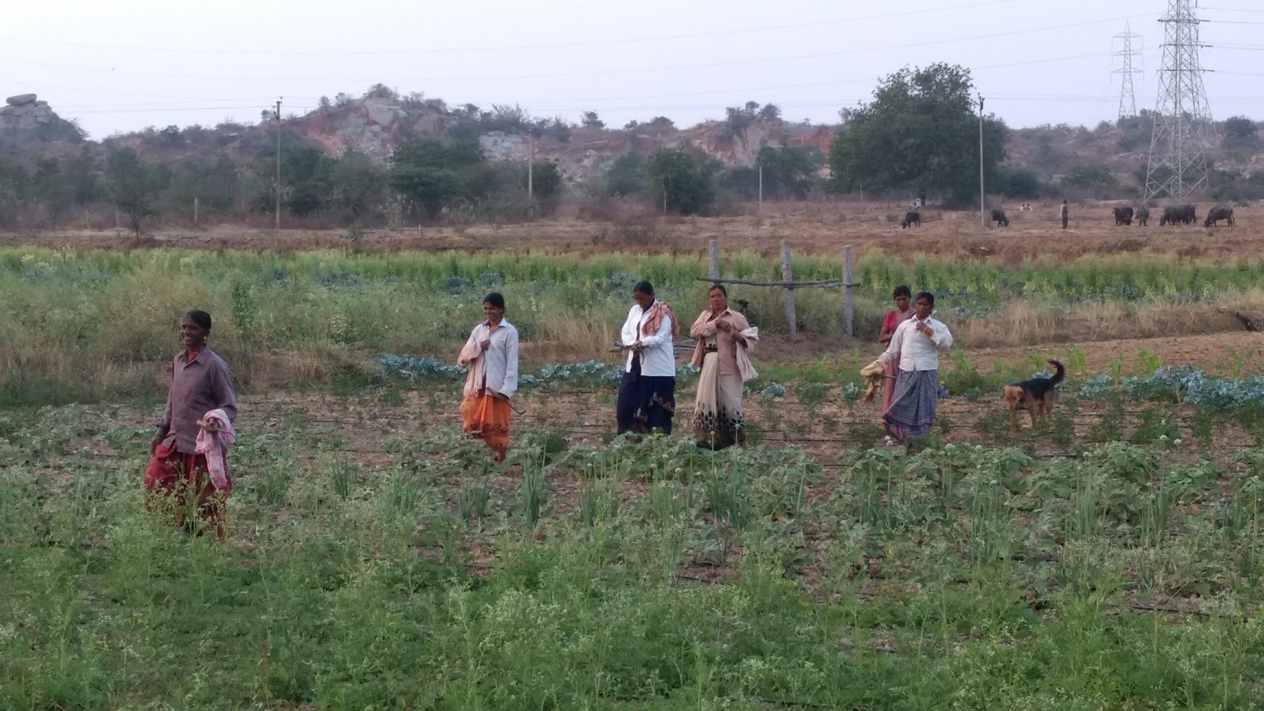 Eco-Pleasant Residence in Telangana, India