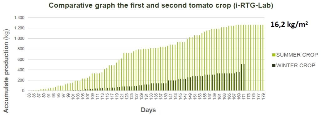 Tomato production